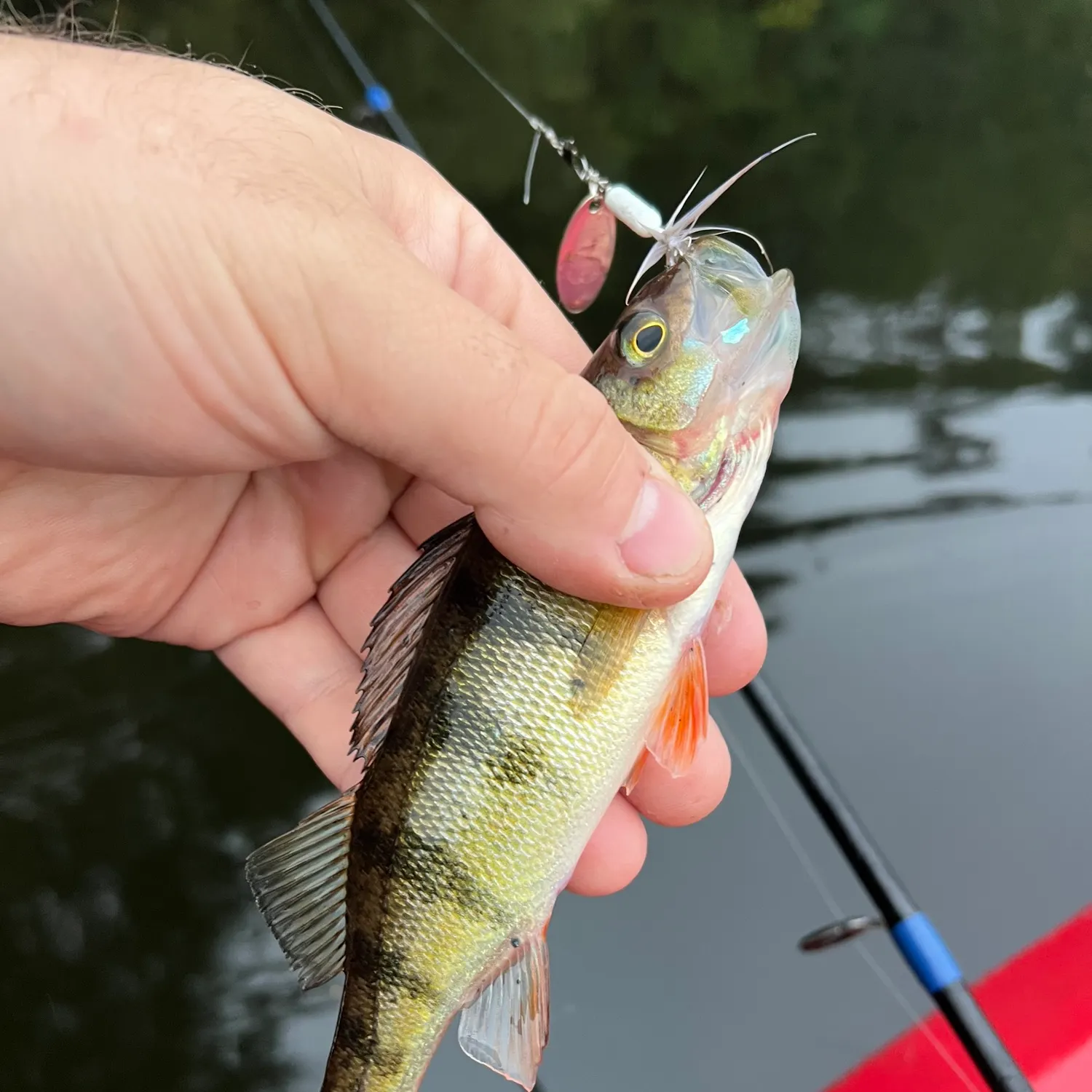 Yellow perch caught on Fishbrain