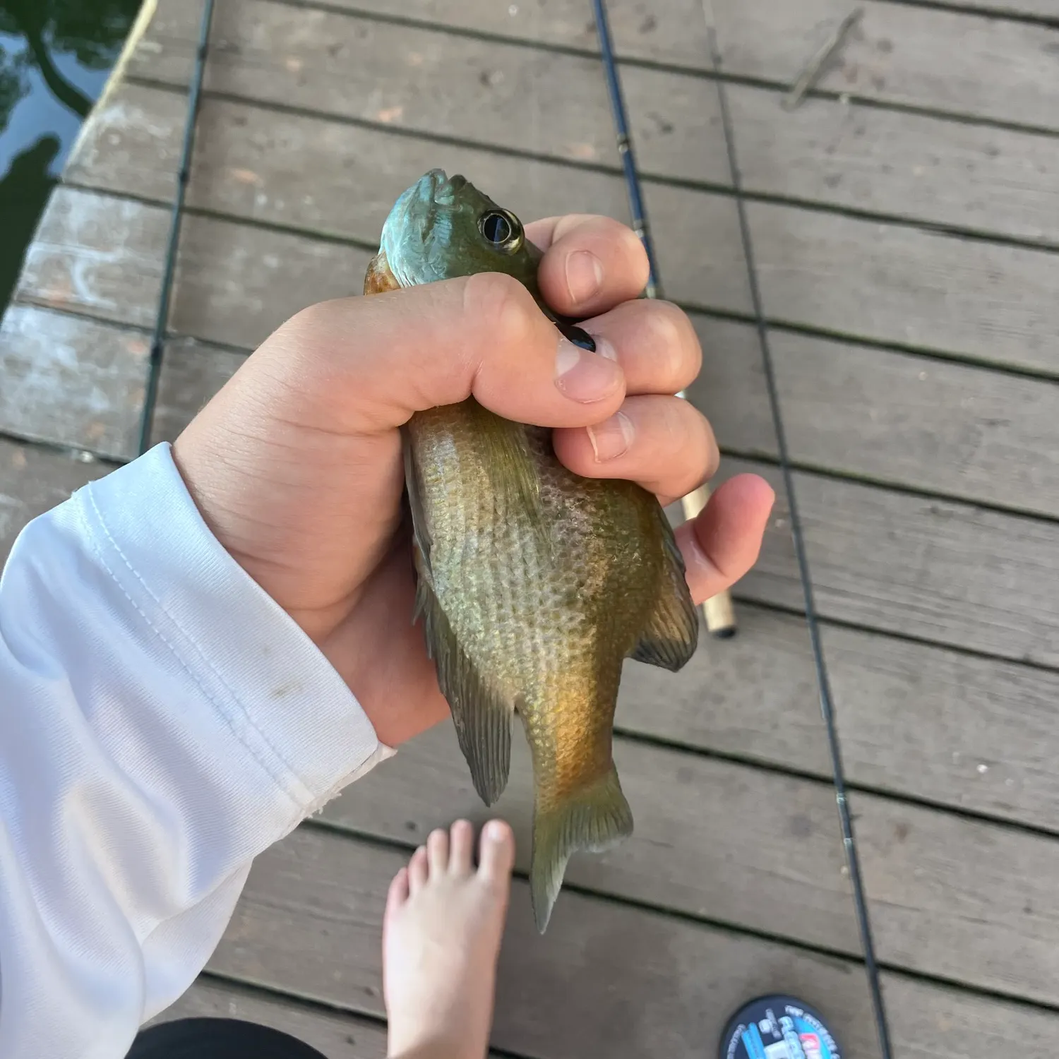 Bluegill caught on Fishbrain