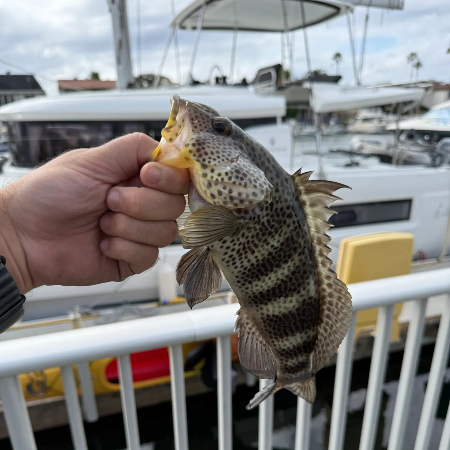Spotted sand bass caught on Fishbrain