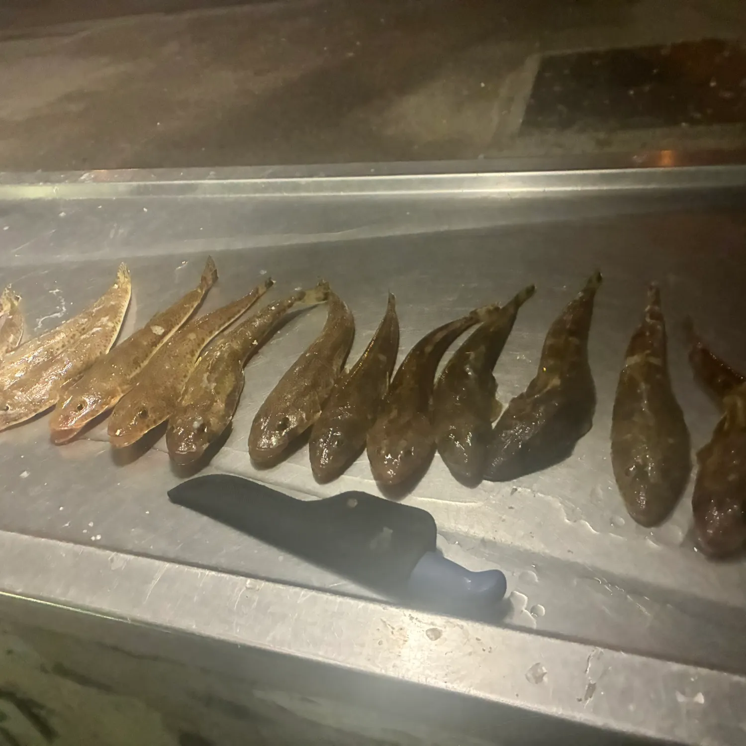 The most recent Sand flathead catches on Fishbrain