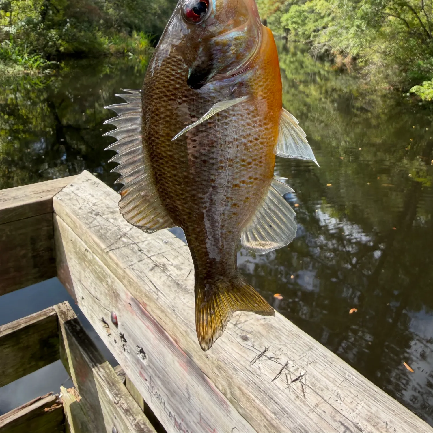 recently logged catches
