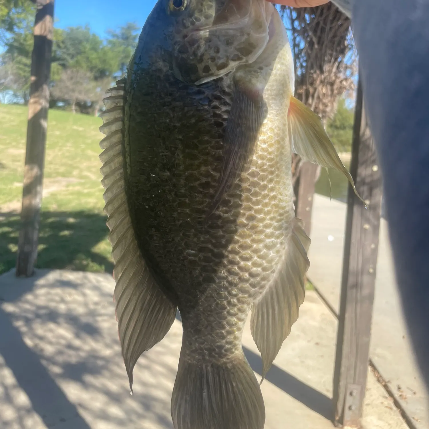 The most recent Blue tilapia catches on Fishbrain