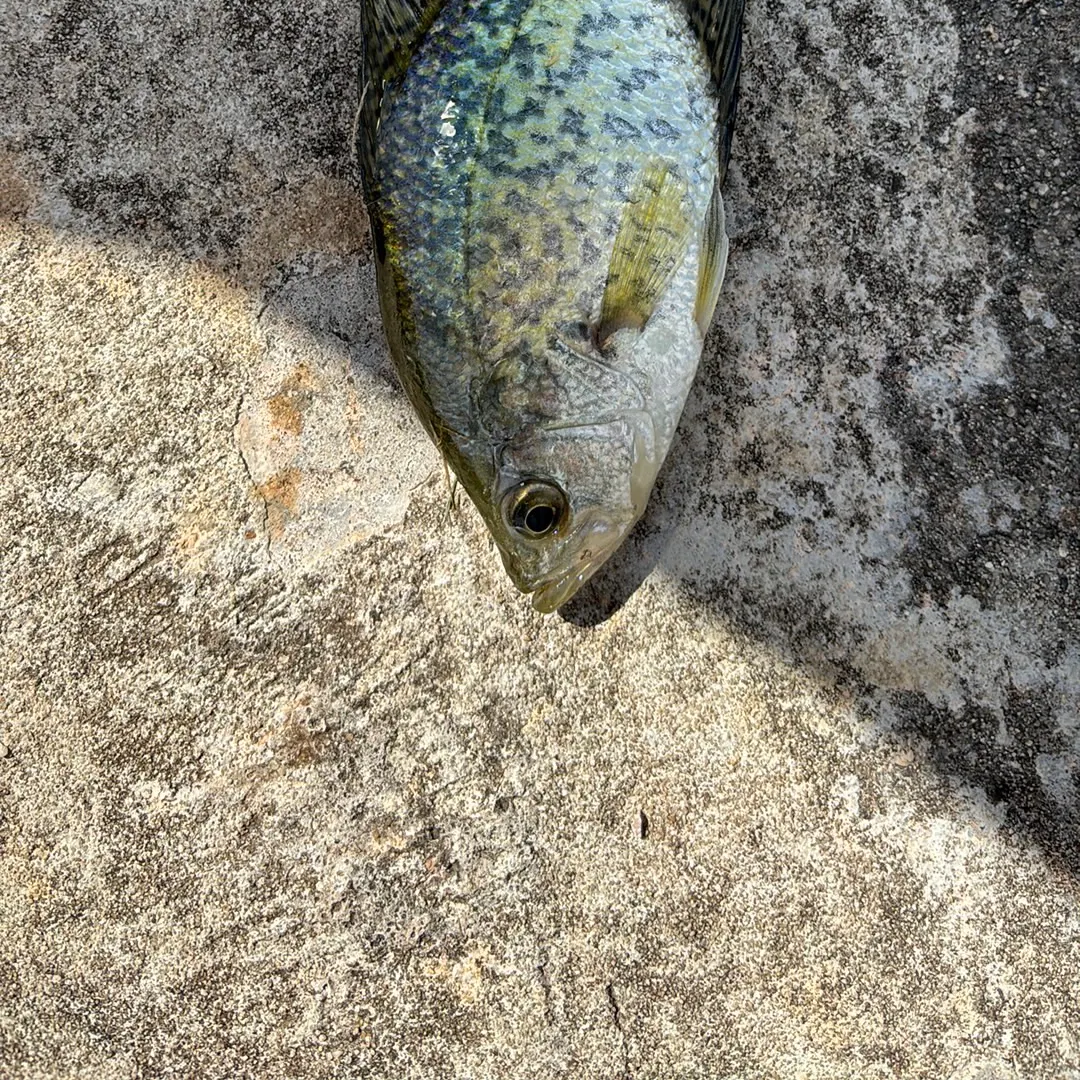 White crappie caught on Fishbrain
