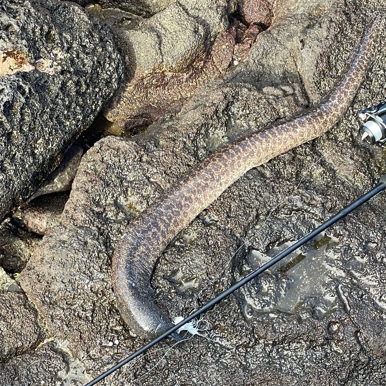 California moray caught on Fishbrain