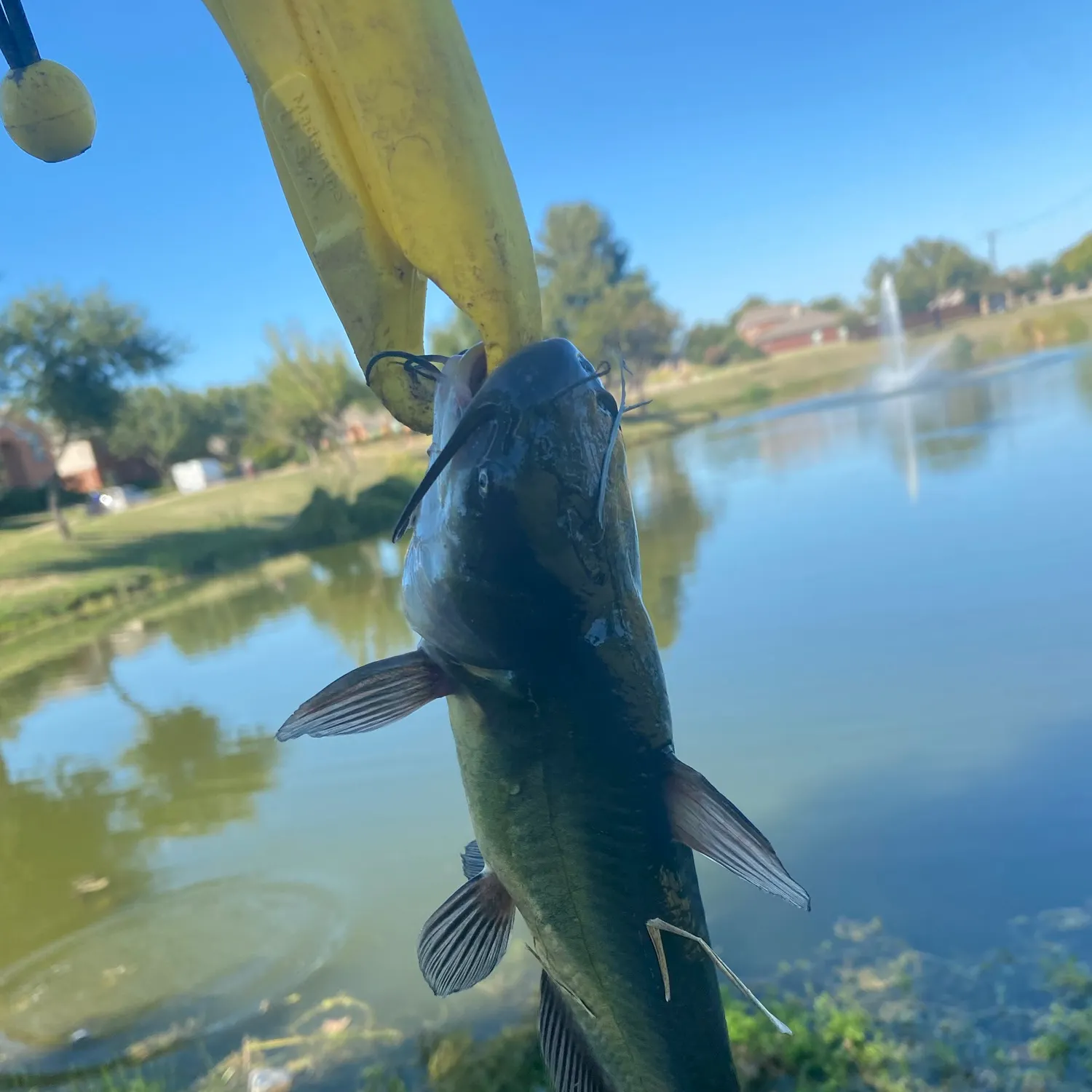 Black bullhead caught on Fishbrain
