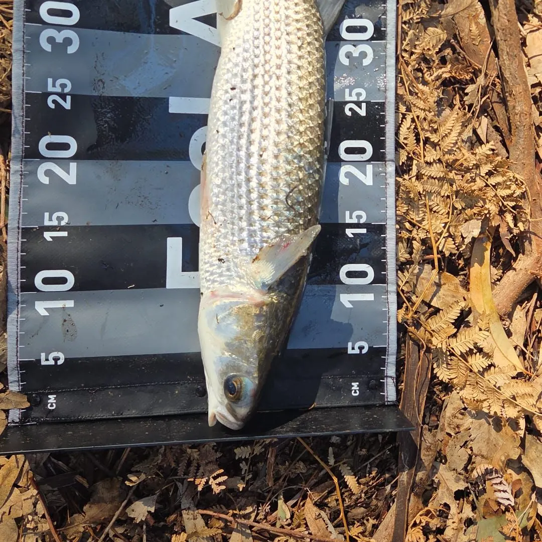 Striped mullet caught on Fishbrain