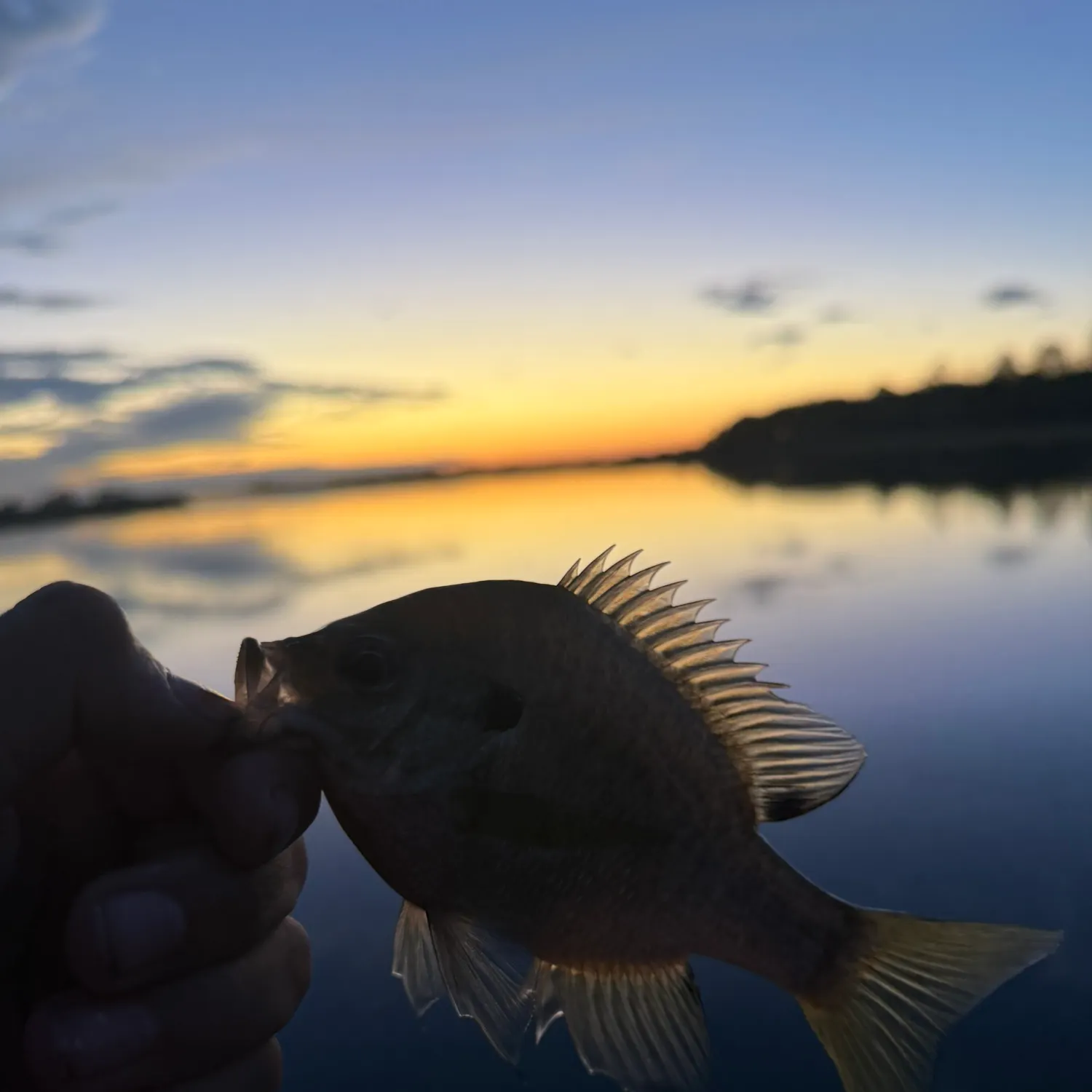Bluegill caught on Fishbrain