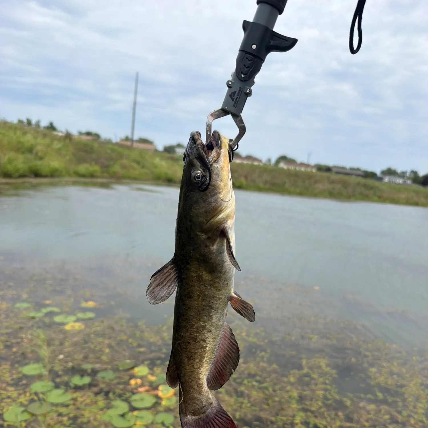 Brown bullhead caught on Fishbrain