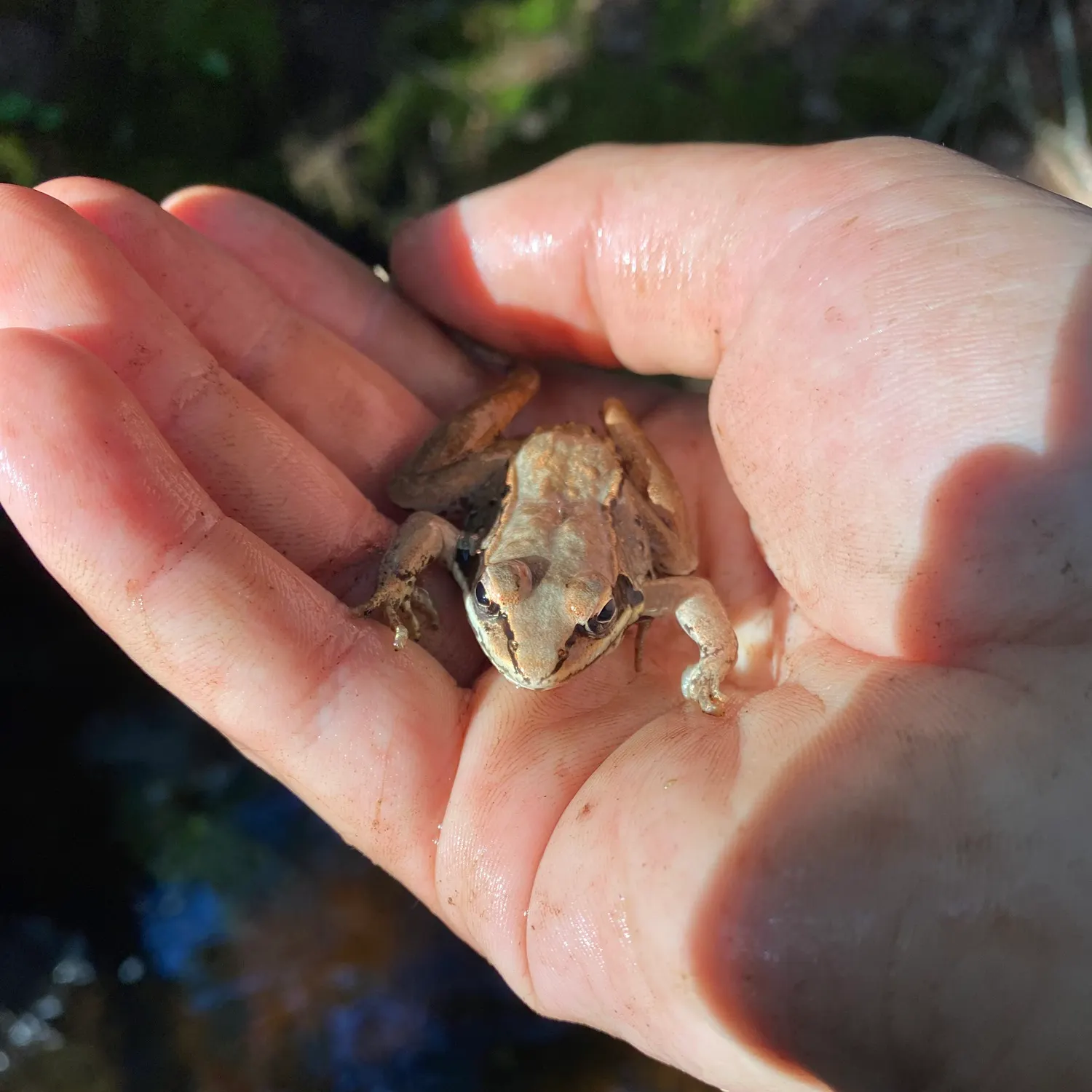 Green frog caught on Fishbrain