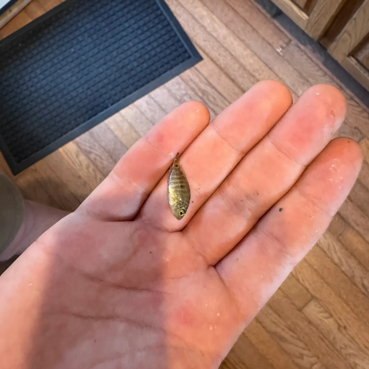 Rio Grande cichlid caught on Fishbrain