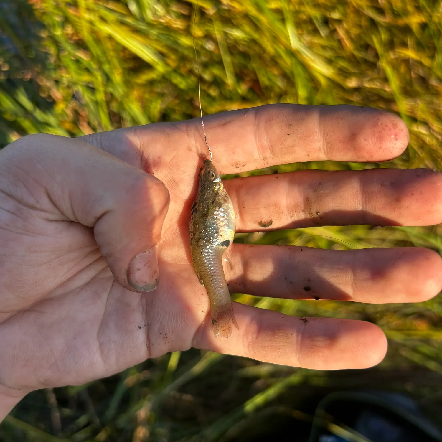 The most recent Bluntnose minnow catches on Fishbrain