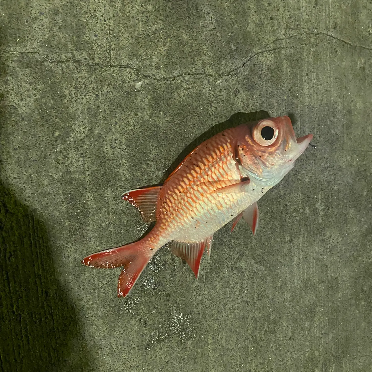 Brick soldierfish caught on Fishbrain