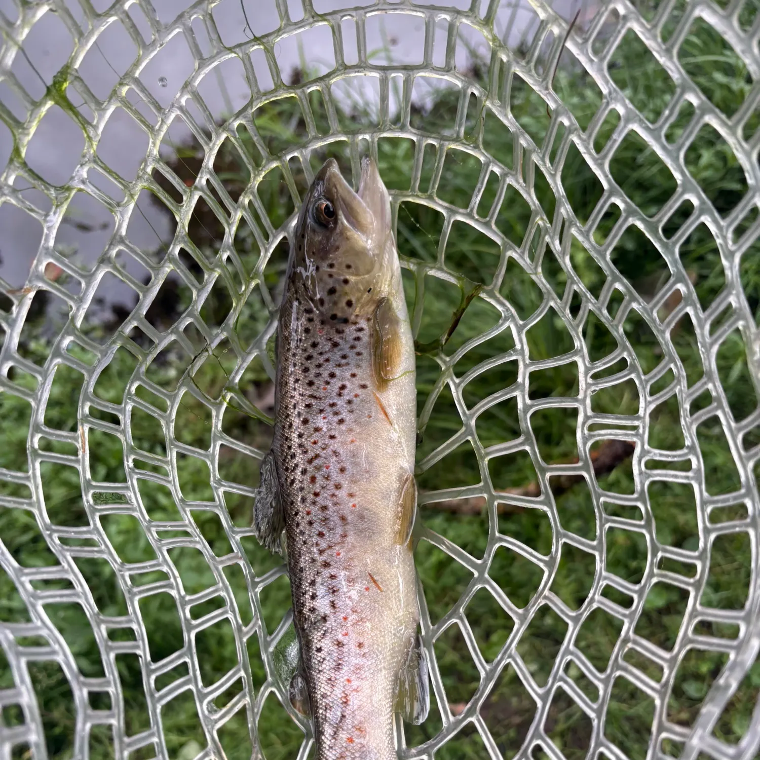 Brown trout caught on Fishbrain