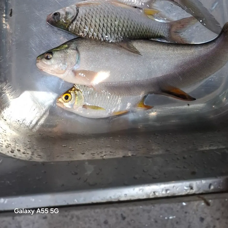 Clown knifefish caught on Fishbrain