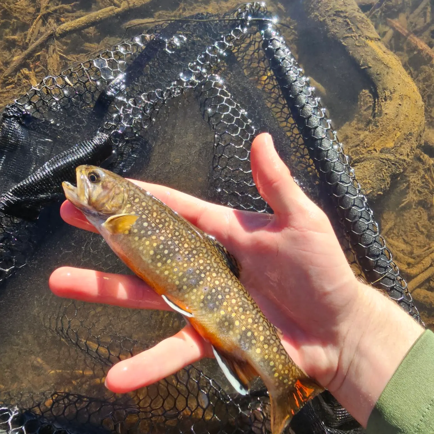 Brook trout caught on Fishbrain