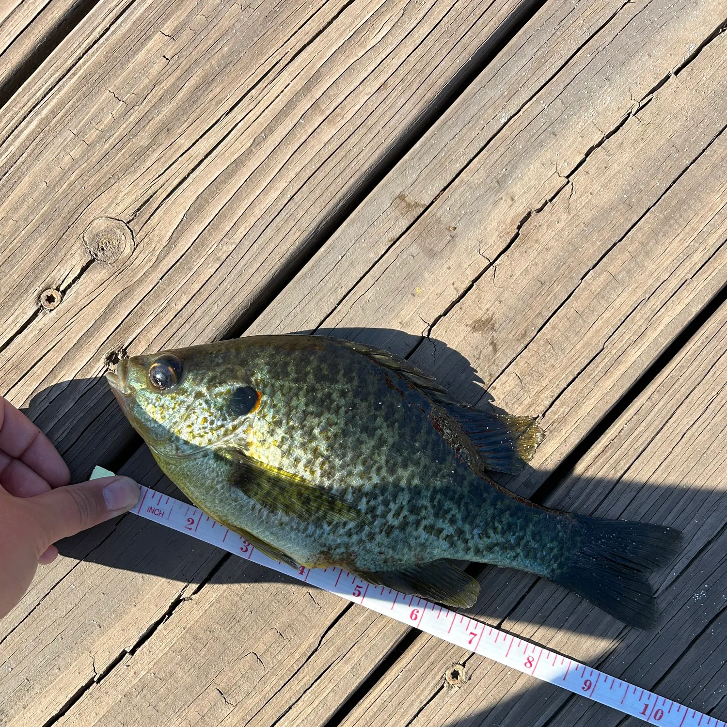 recently logged catches