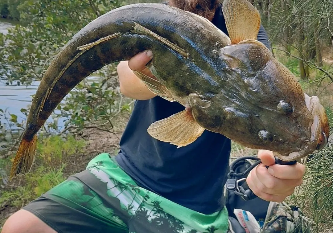 Dusky flathead