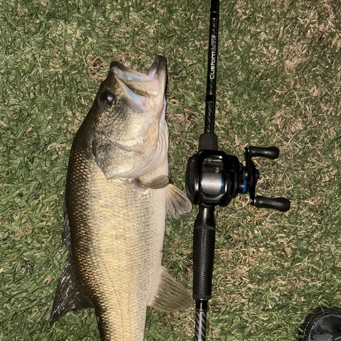 Largemouth bass caught on Fishbrain