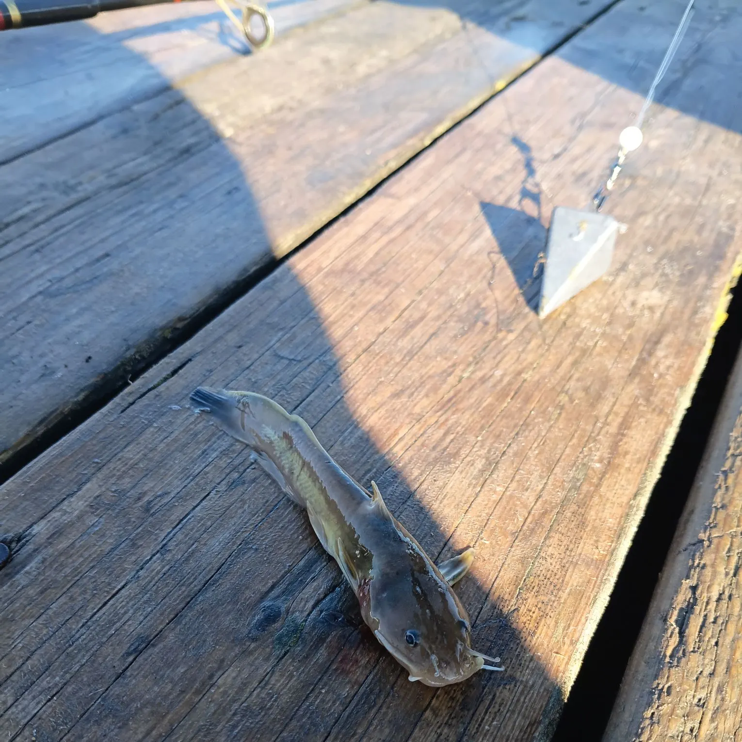 The most recent Stonecat catches on Fishbrain