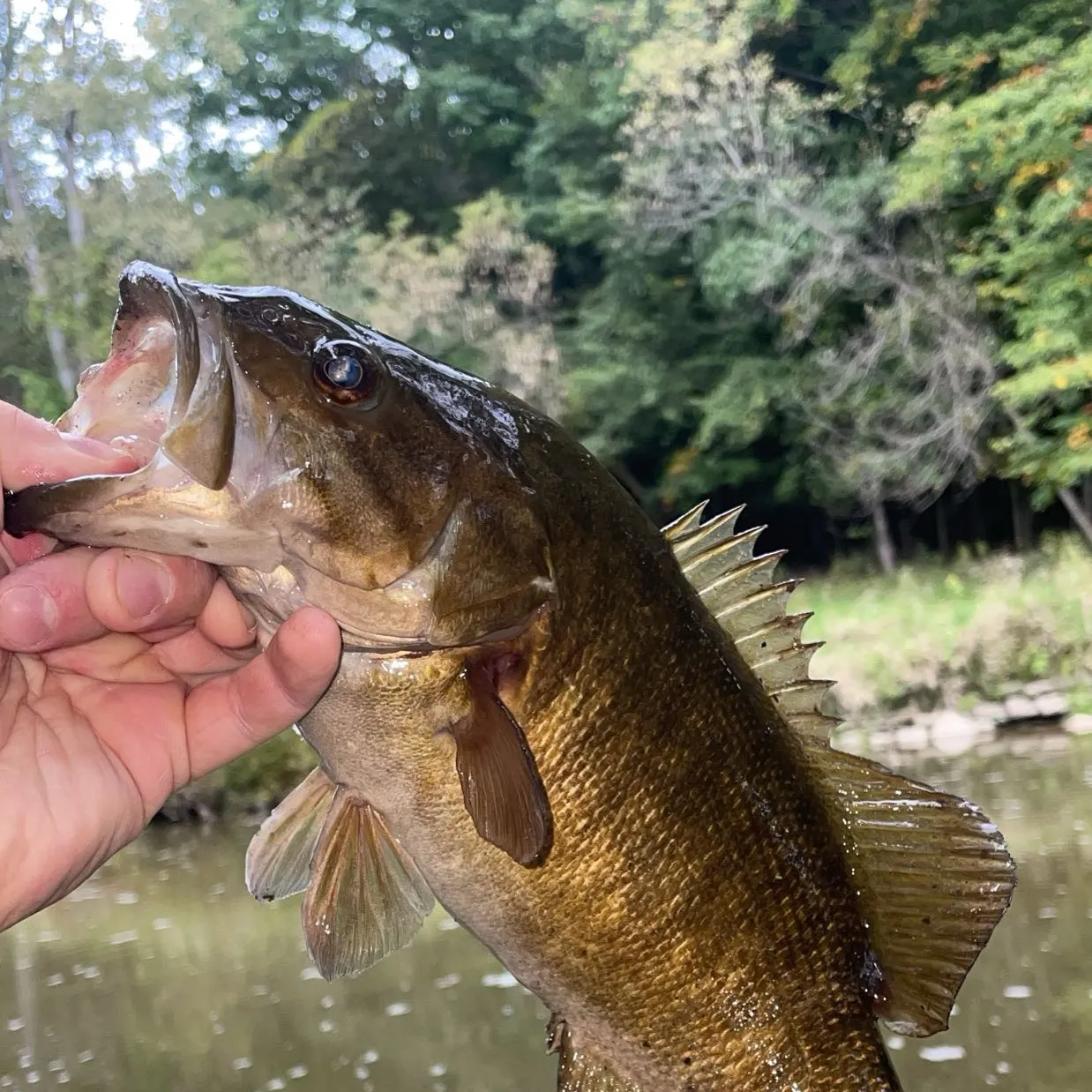 Smallmouth bass caught on Fishbrain