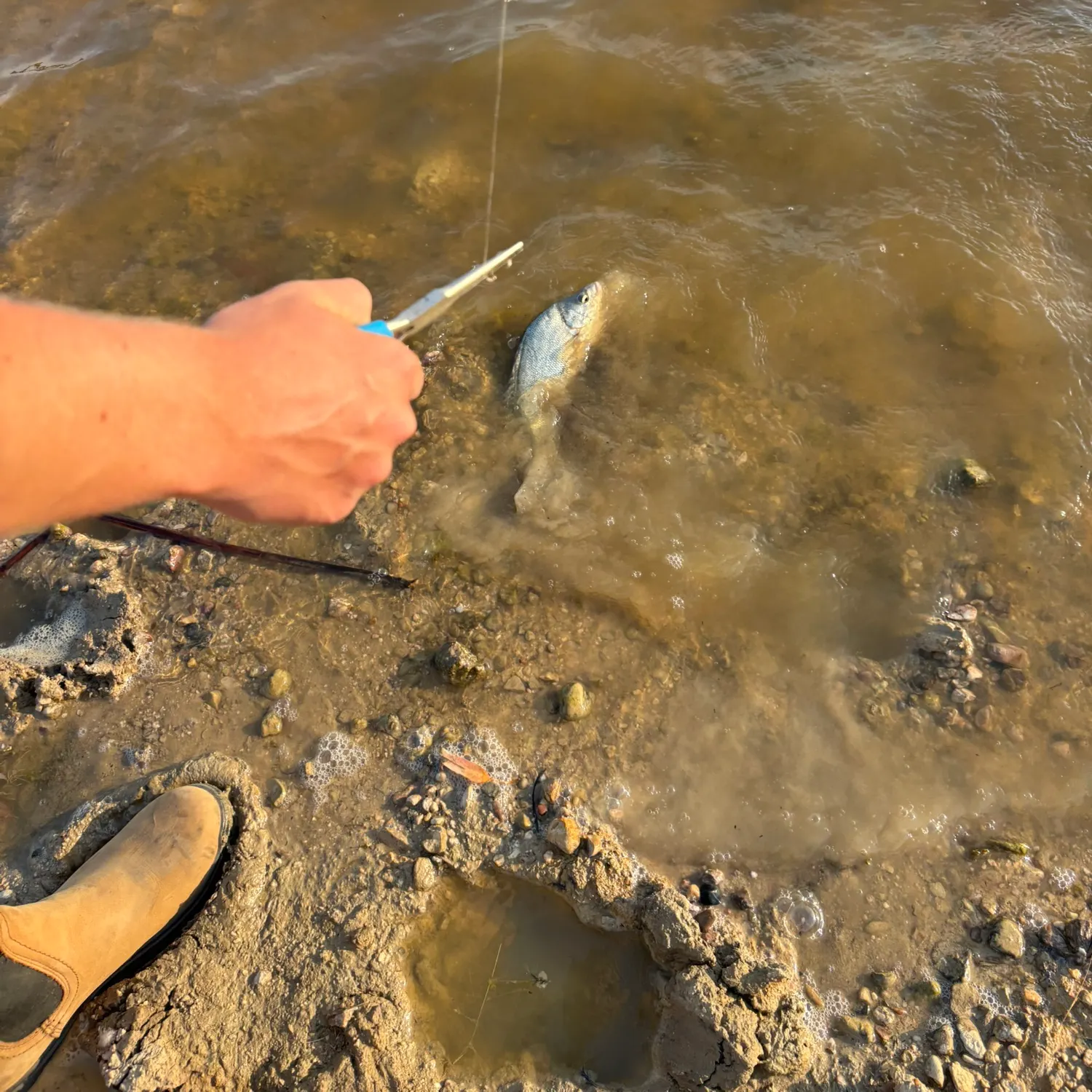 The most recent Bidyan perch catches on Fishbrain