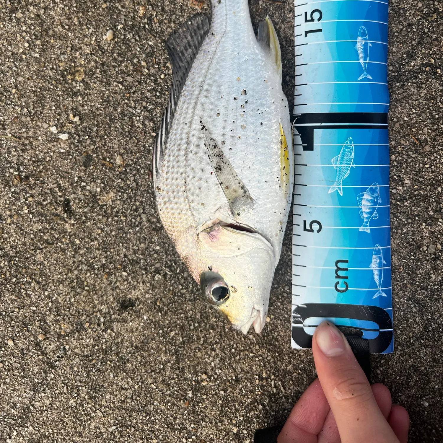 Javelin grunter caught on Fishbrain