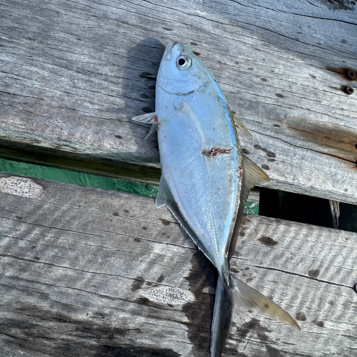 The most recent Bar jack catches on Fishbrain