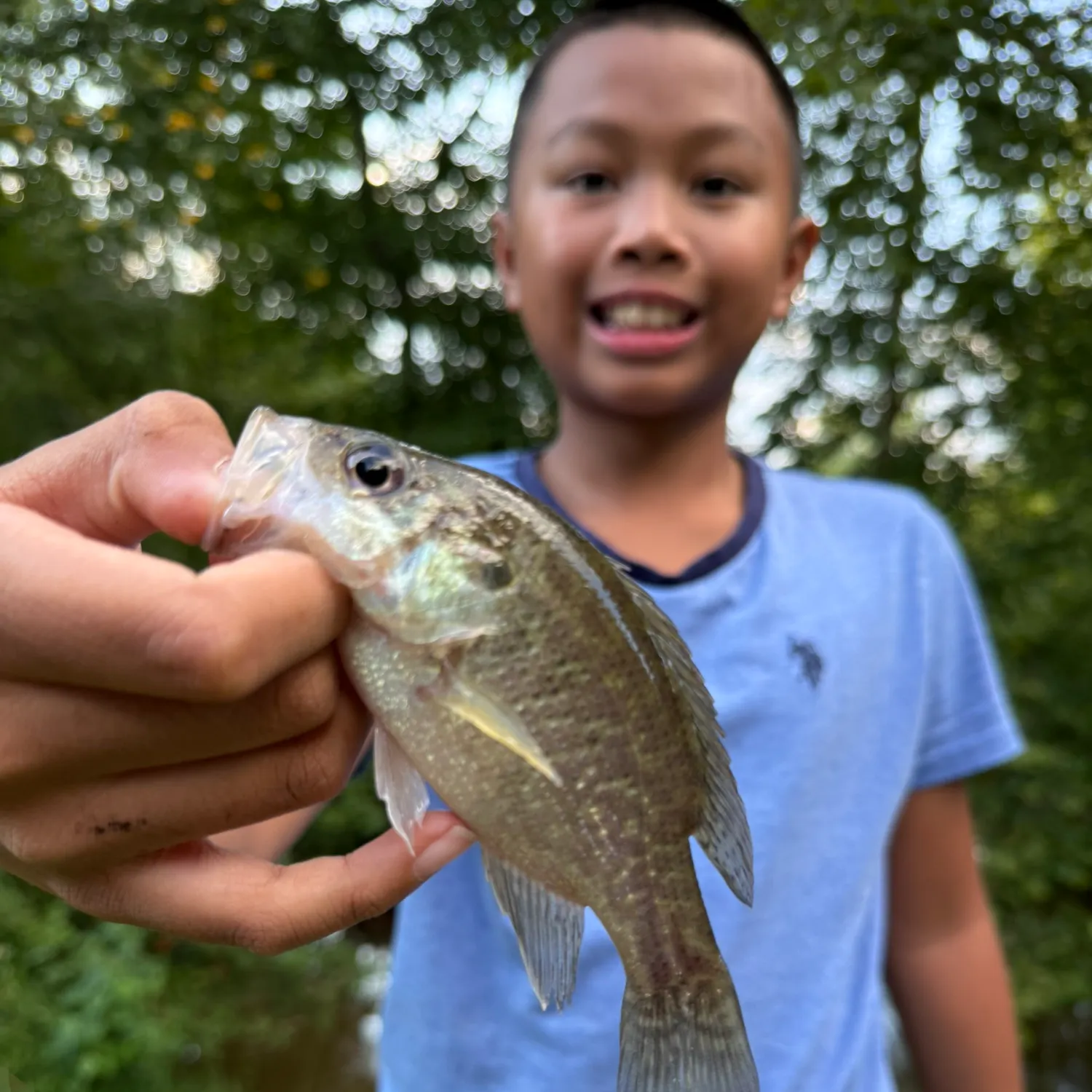 Warmouth caught on Fishbrain