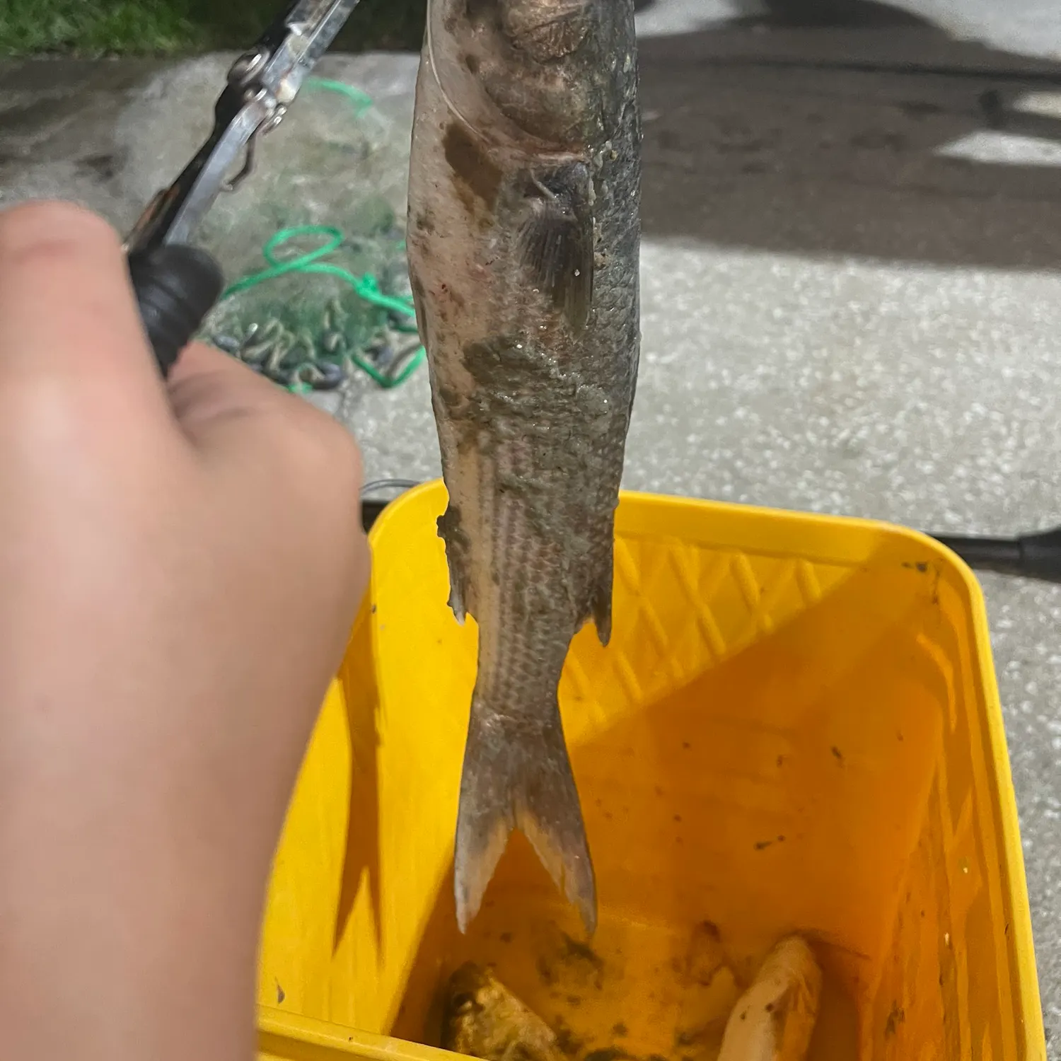 catch