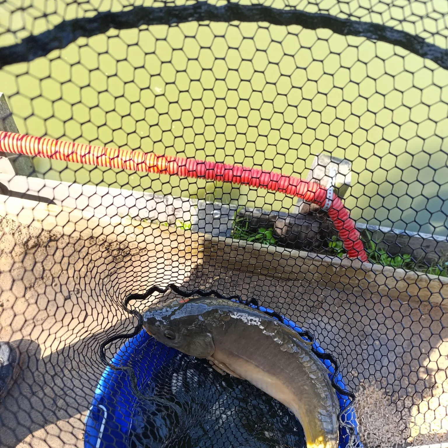Leather carp caught on Fishbrain