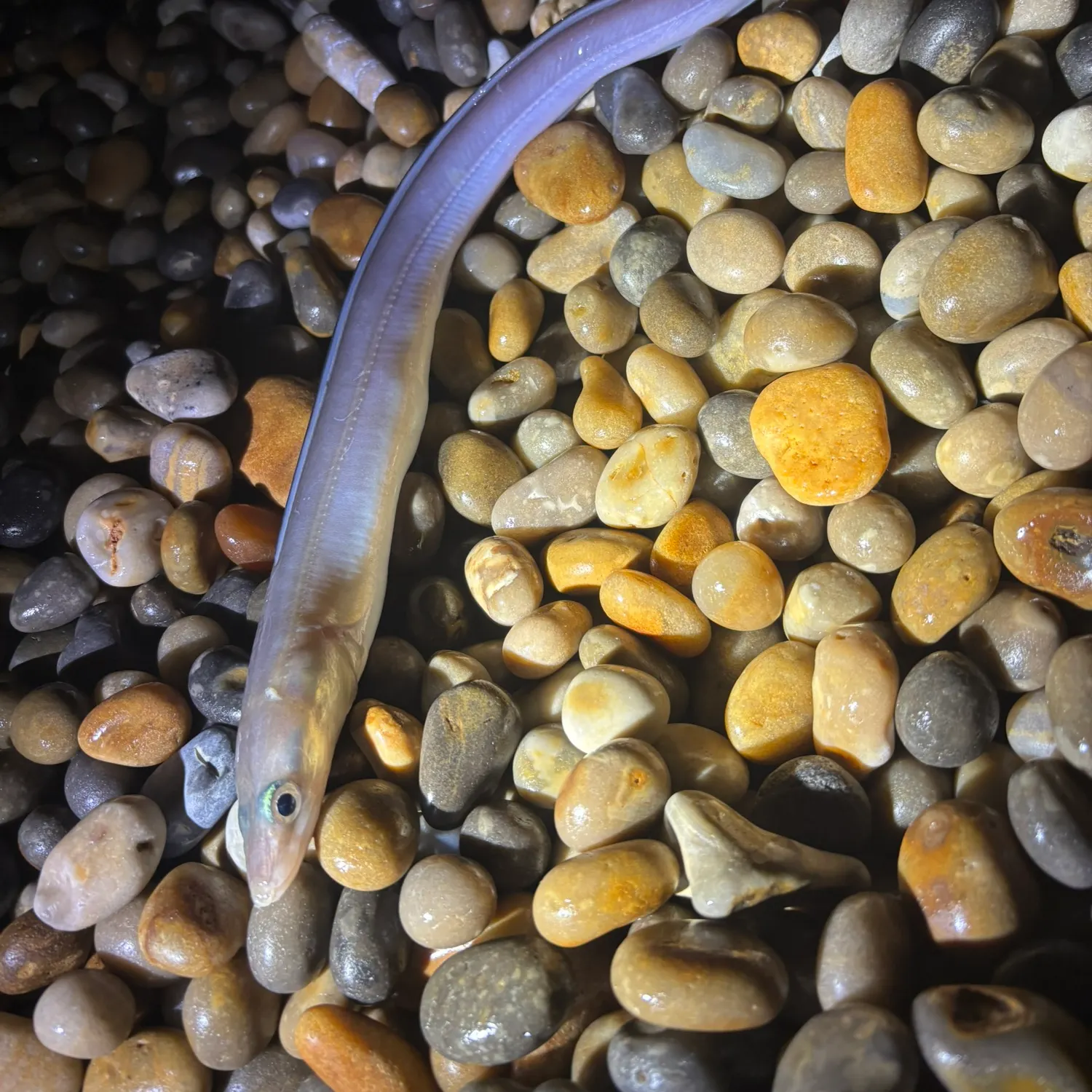 European conger caught on Fishbrain
