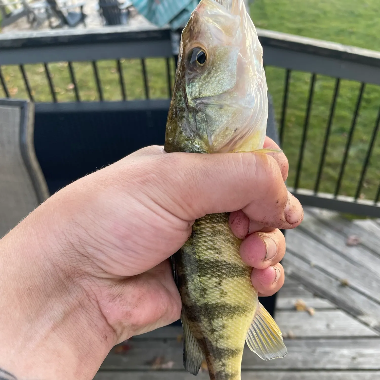 Yellow perch caught on Fishbrain
