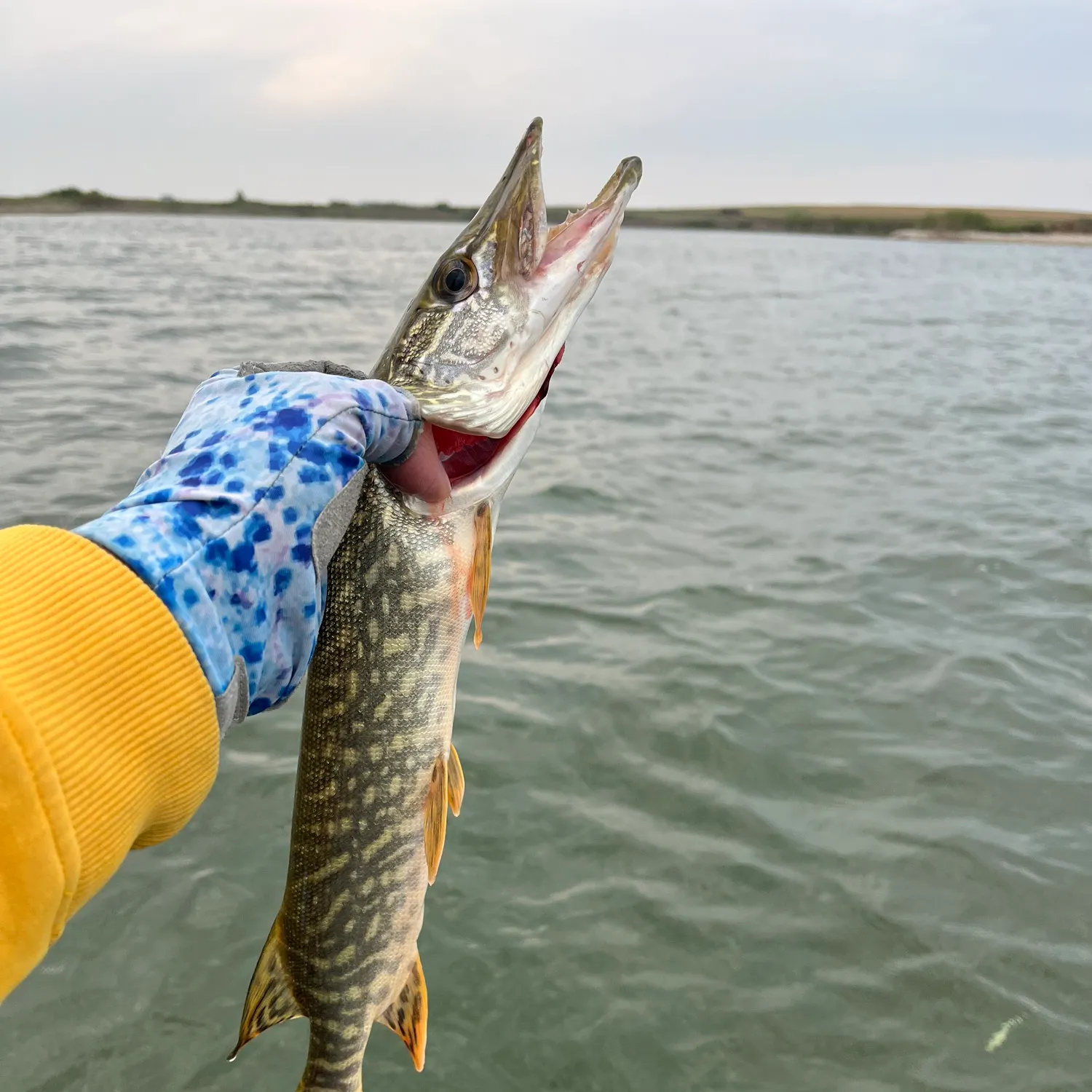 Northern pike caught on Fishbrain