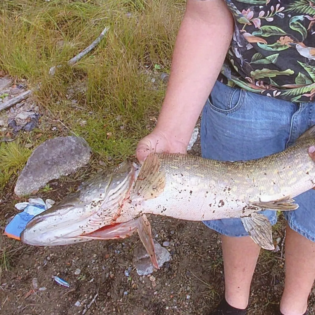 Northern pike caught on Fishbrain