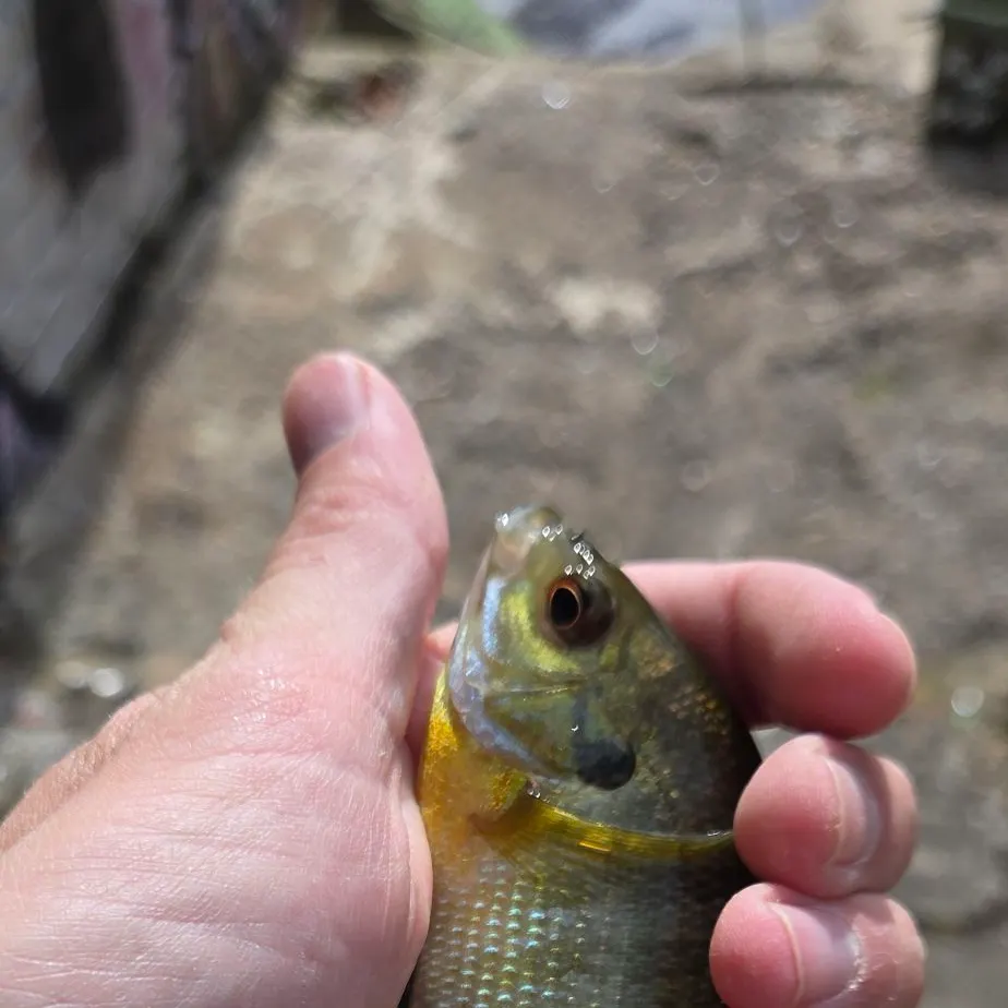 Bluegill caught on Fishbrain