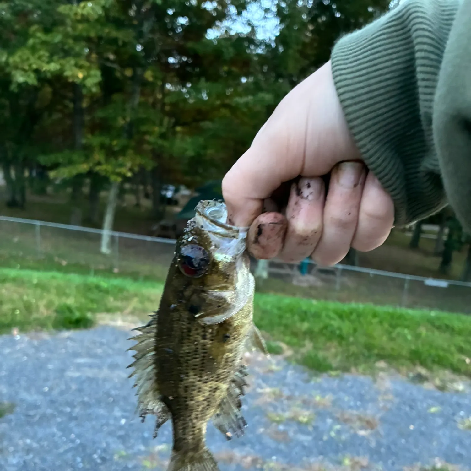 Rock bass caught on Fishbrain