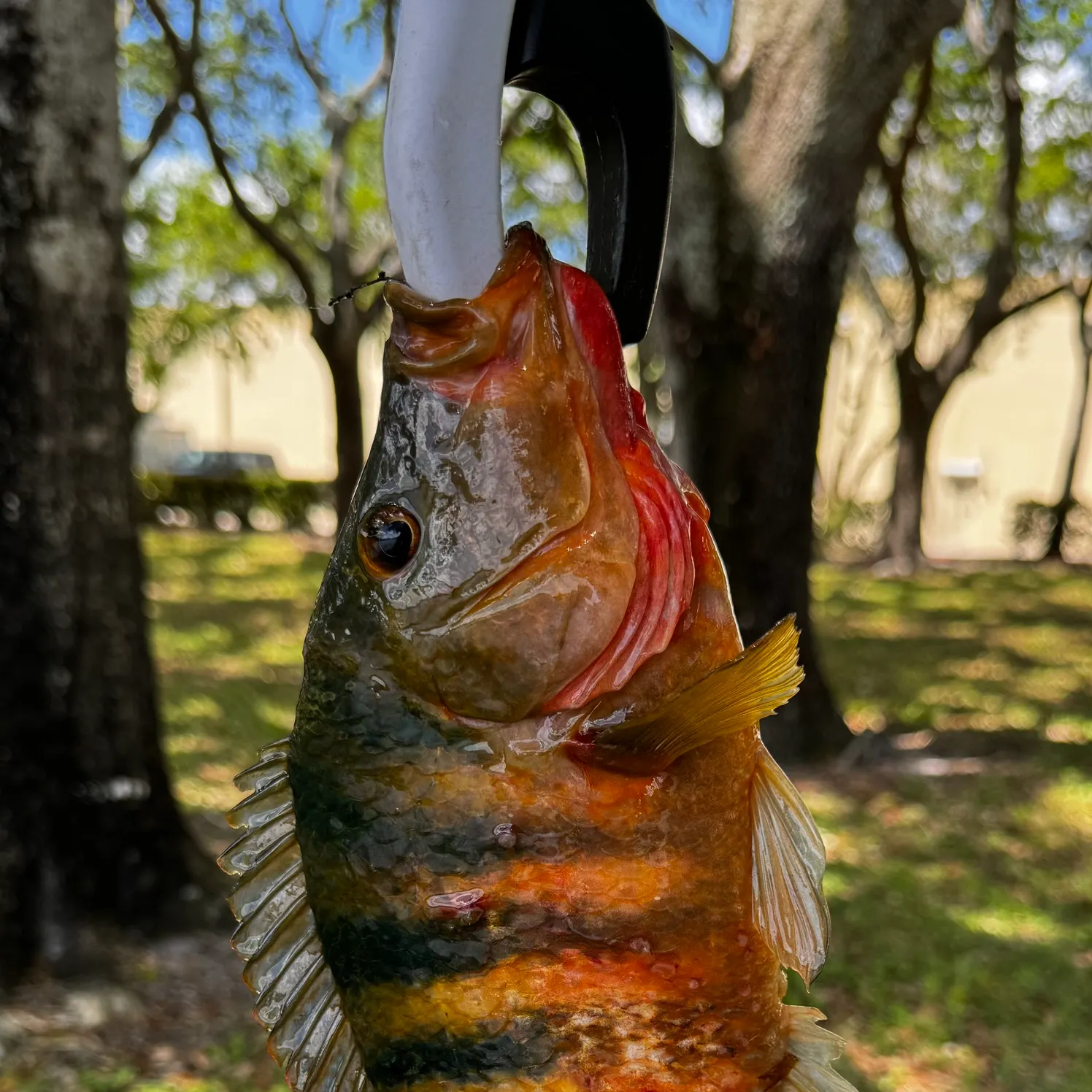 The most recent Mayan cichlid catches on Fishbrain