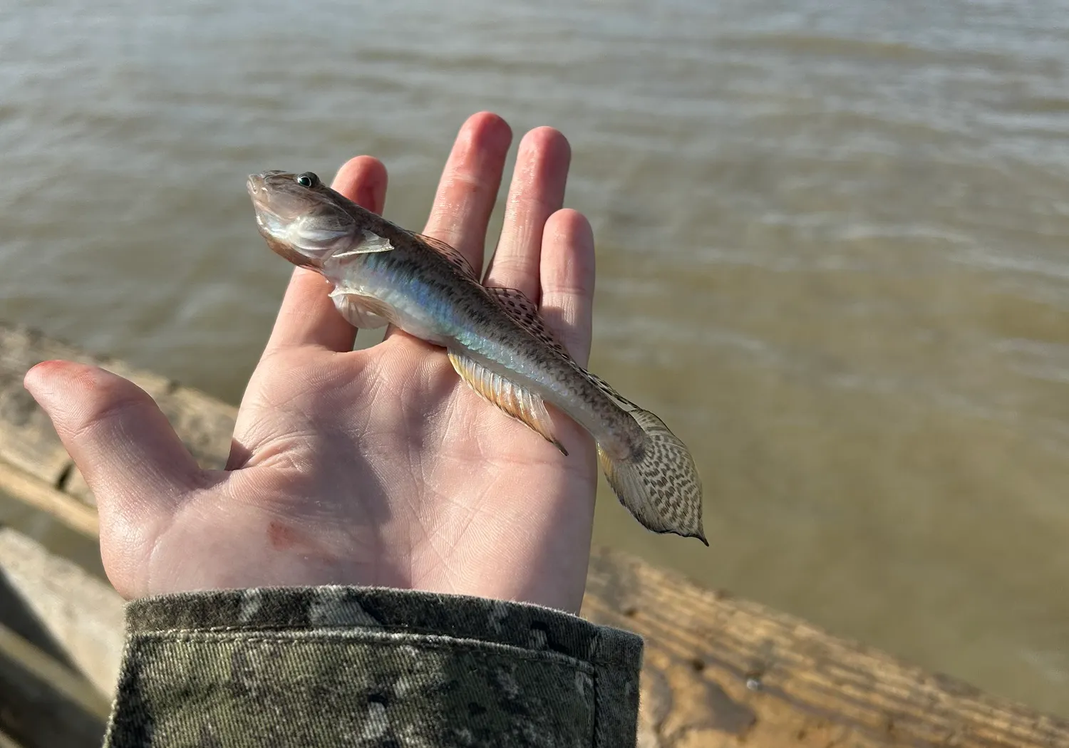 Common goby