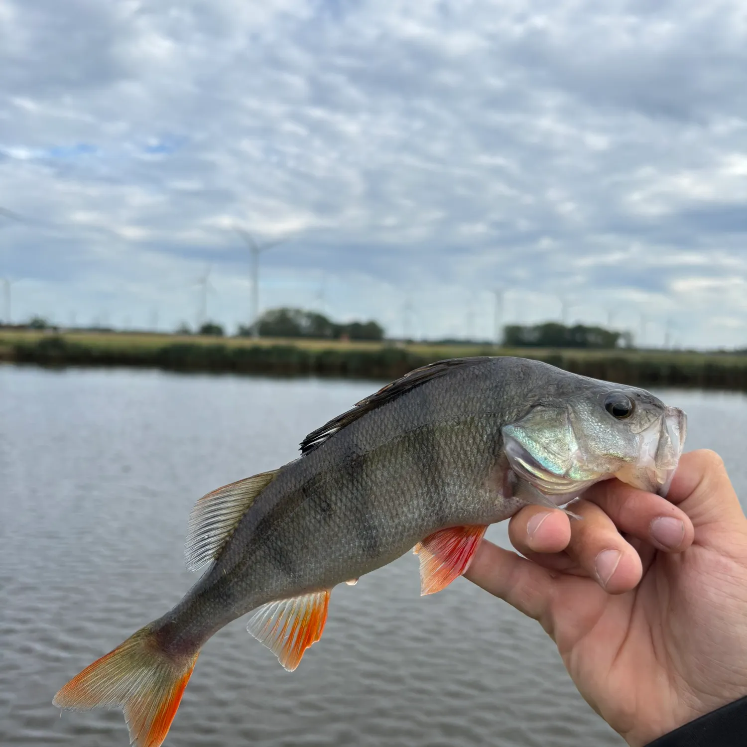 European perch caught on Fishbrain