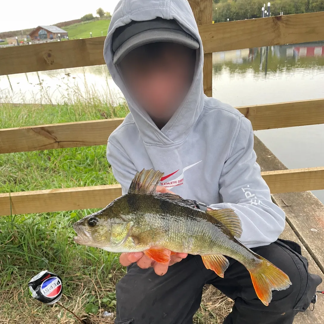 European perch caught on Fishbrain