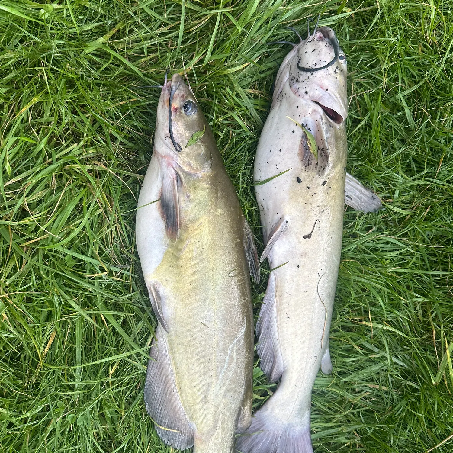Channel catfish caught on Fishbrain