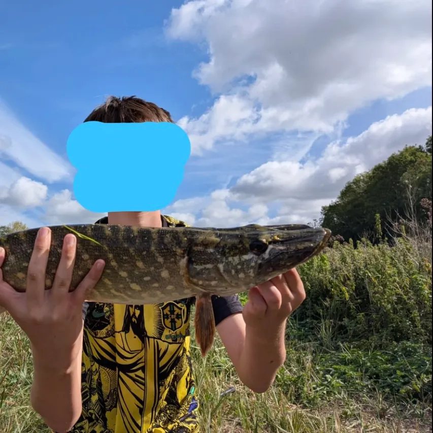 Northern pike caught on Fishbrain