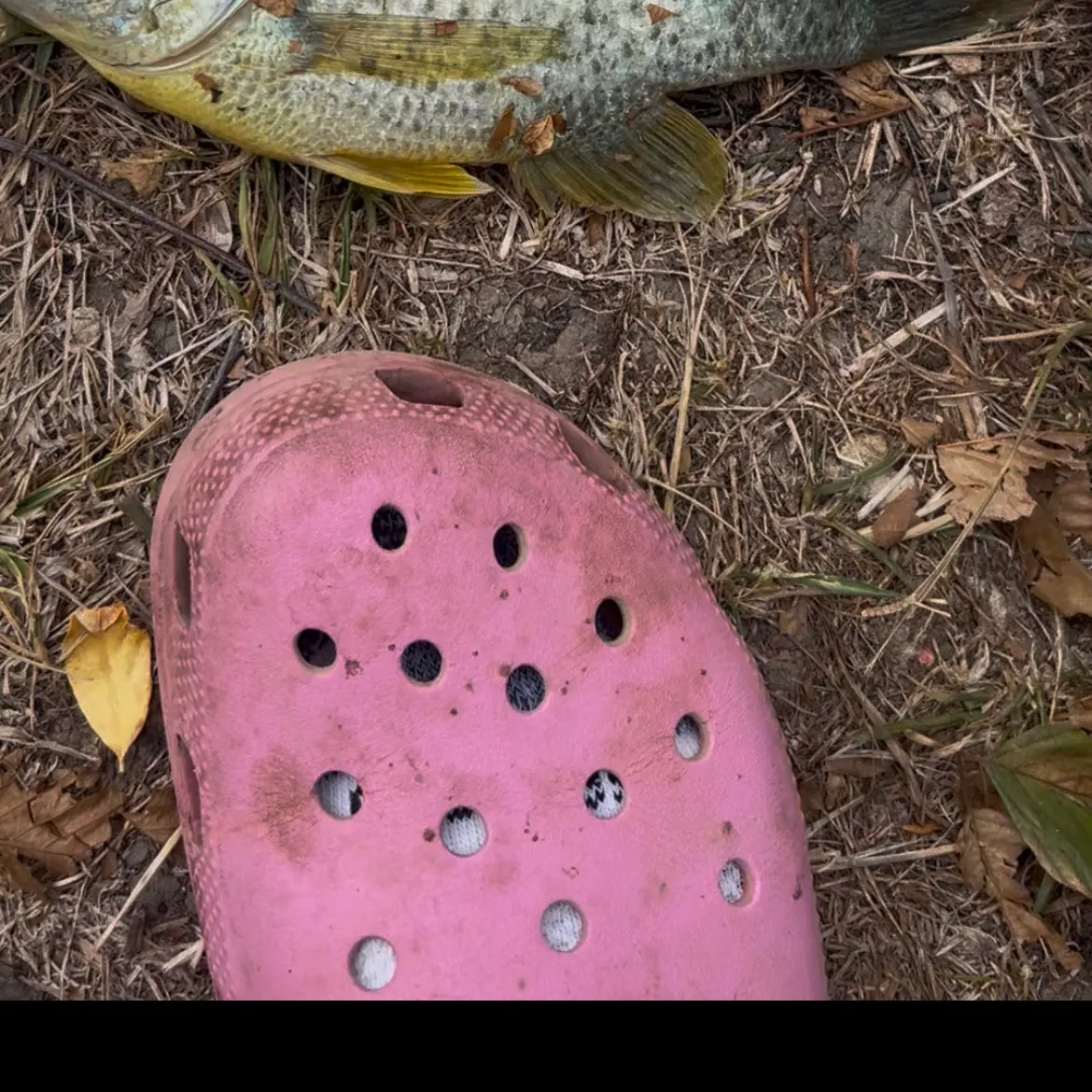Redear sunfish caught on Fishbrain