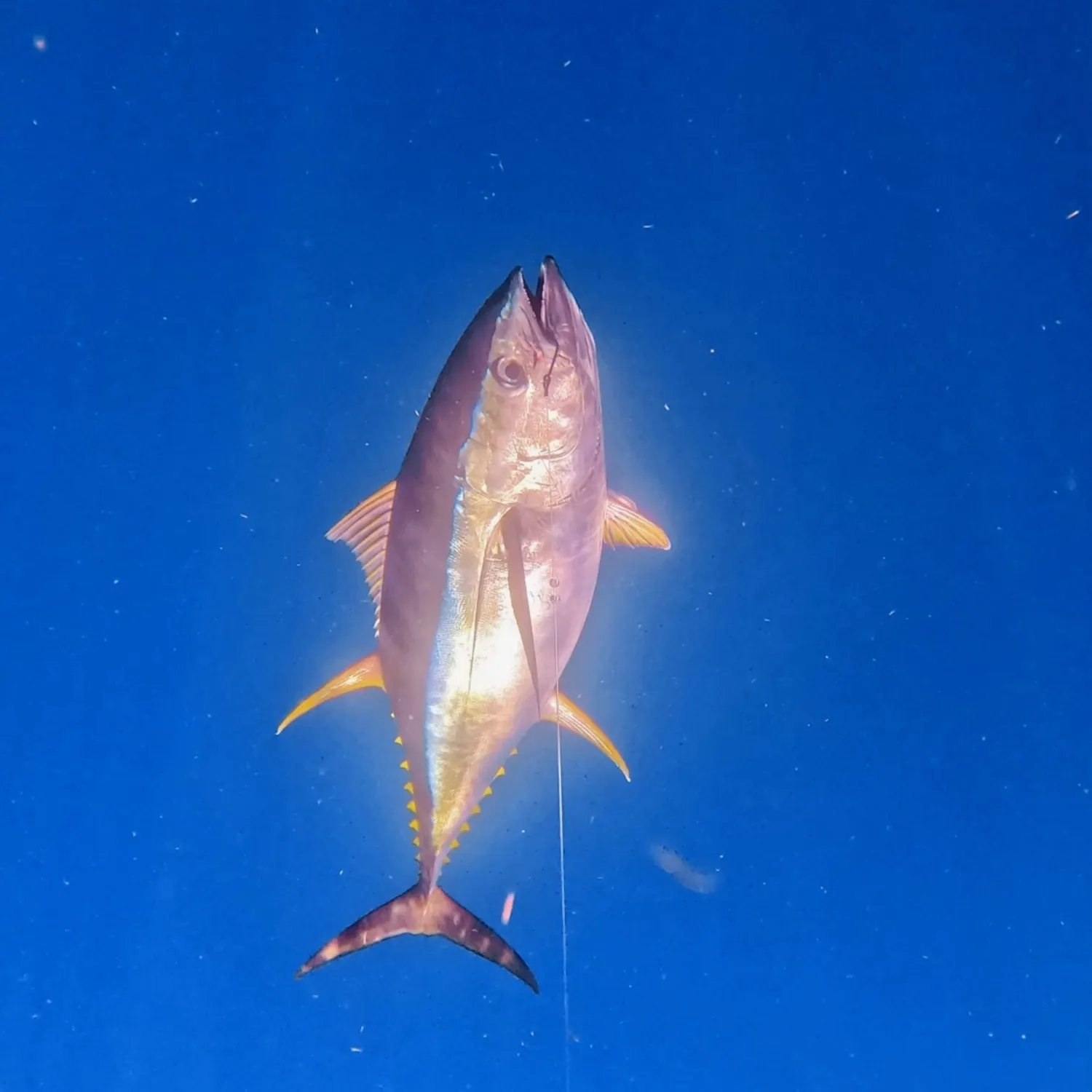 Yellowfin tuna caught on Fishbrain