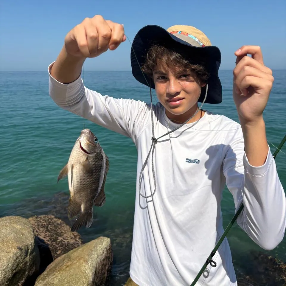 Nile tilapia caught on Fishbrain