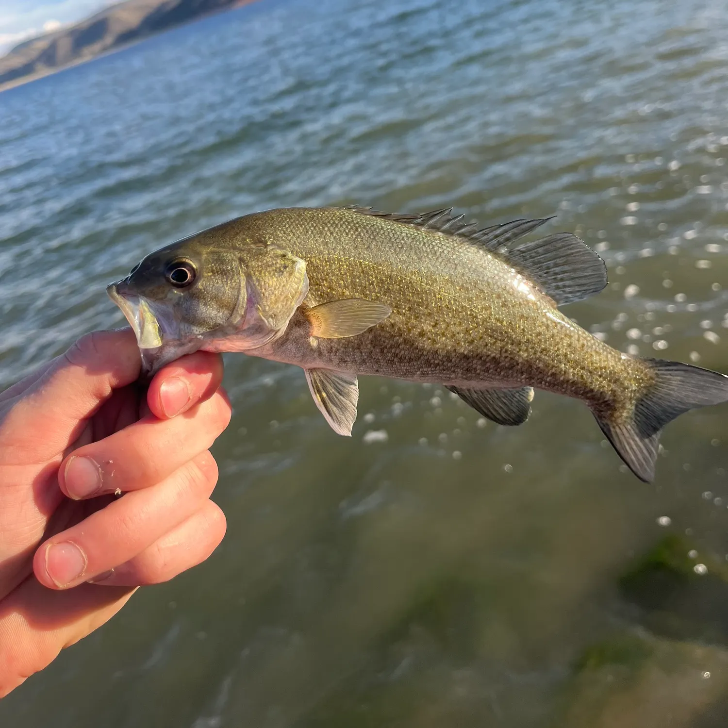 Smallmouth bass caught on Fishbrain