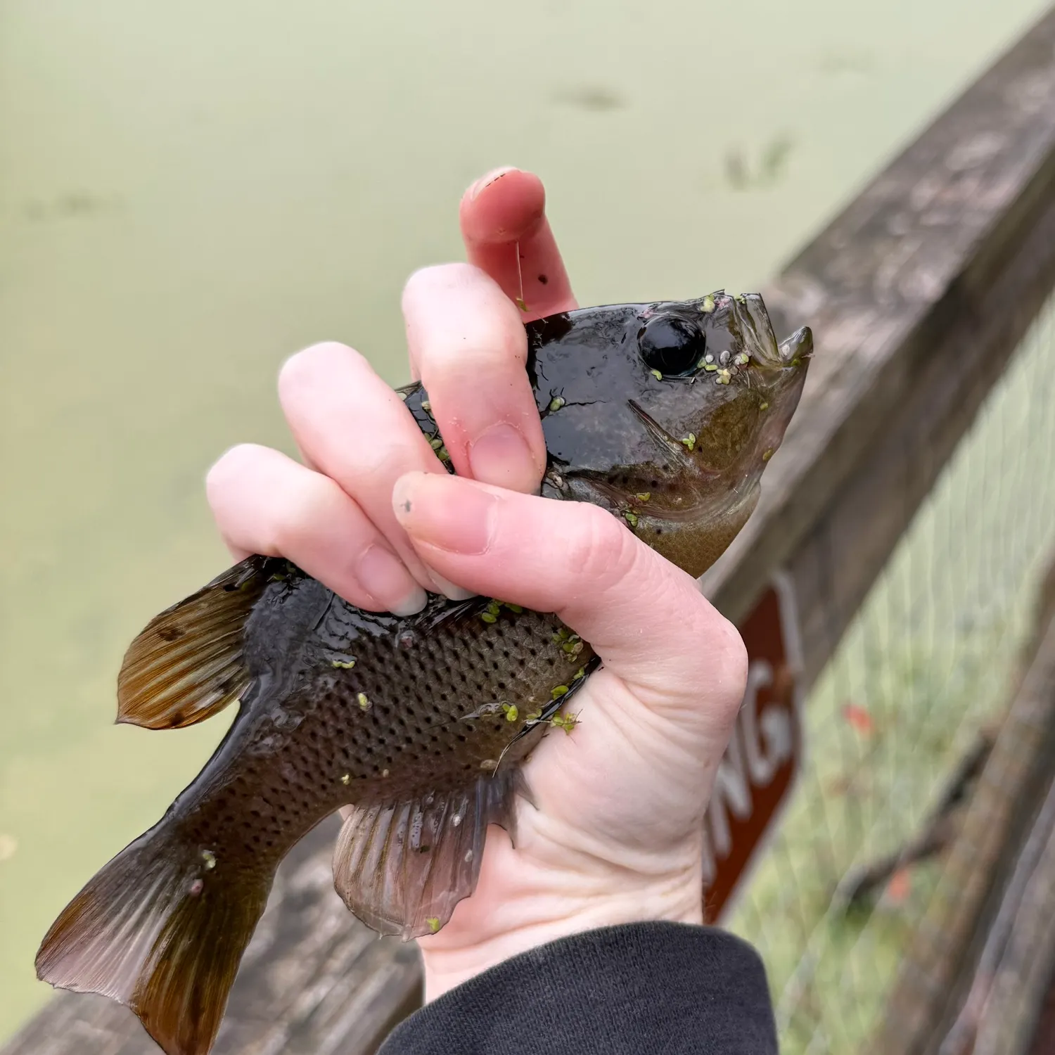 The most recent Spotted sunfish catches on Fishbrain