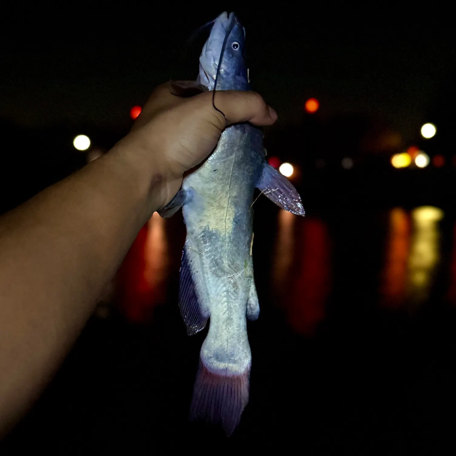 The most recent Black bullhead catches on Fishbrain