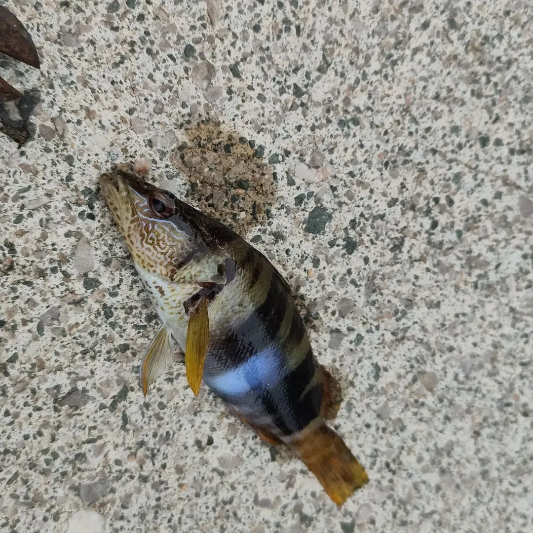 The most recent Bull shark catches on Fishbrain