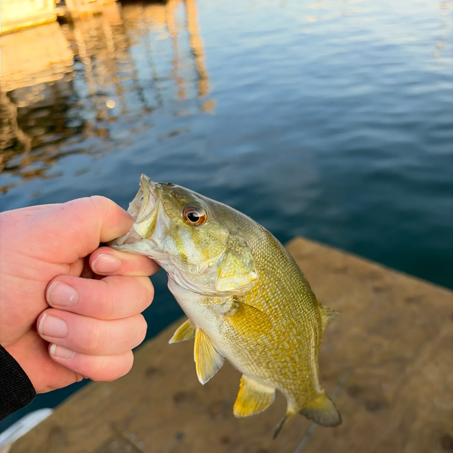 Smallmouth bass caught on Fishbrain